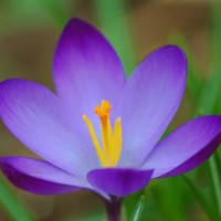 Resolutions from the Heart Crocus Image