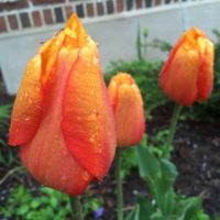 Meditating with Flowers 2016-04-30 18.55.51-2