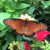 Extending Care to All through Lovingkindess Extend lovingkindness to all beings