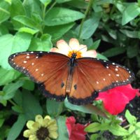 Extending Care to All through Lovingkindess Extend lovingkindness to all beings